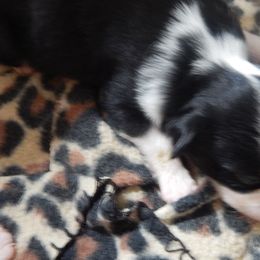 Golden Retriever and Toy Australian Shepherd Puppies from Triple-s-kennel