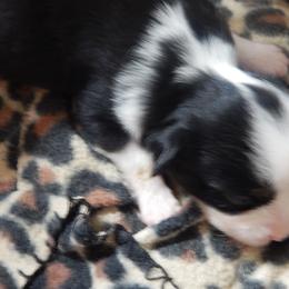 Golden Retriever and Toy Australian Shepherd Puppies from Triple-s-kennel