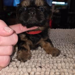 Cassie - Black and tan female Shih Tzu puppy in Fairview Park, Ohio from Sunshine Shih tzus
