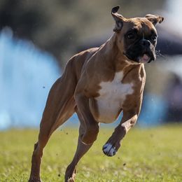 Boxers from Casa Del Legado