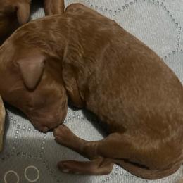 Ellie May - Apricot female Goldendoodle puppy in Centralia, Missouri from Oodles Of Doodles Mo.