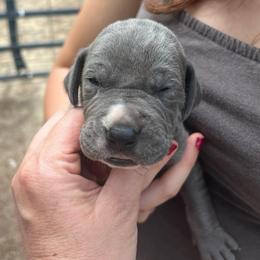 Apollo - Blue male Great Dane puppy in Marlow, New Hampshire from Fox Hill Danes