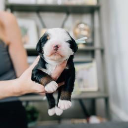 Girl 5 - Tri-color female Bernedoodle puppy in Murray, Utah from Sun Valley Doodles