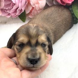 Luca - Red male Dachshund puppy in Exeter, California from Sawtooth Miniature Dachshunds