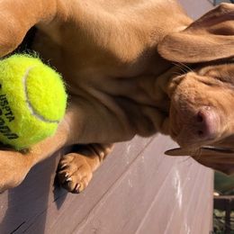 Vizsla Puppies from Mill Pond Farm Vizslas