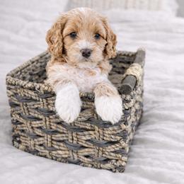 Patch - Cream male Goldendoodle puppy in Columbia, South Carolina from Glittering Grace Goldendoodles