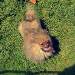 French Bulldog and Pomeranian Puppies from Purrs N Poms