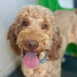 Rosie - Goldendoodle