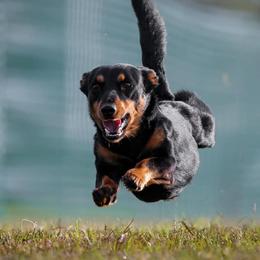 Grand Basset Griffon Vendeen and Lancashire Heeler Puppies from Mashury & Black Majesty Kennel
