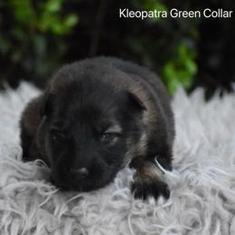 Green Collar Female - Sable female German Shepherd puppy in Mariana, Florida from Haus M Godwin