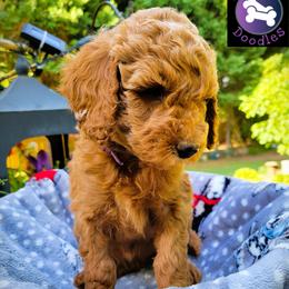 Half Pint - Red  female Goldendoodle puppy in Greer, South Carolina from South Paw Doodles
