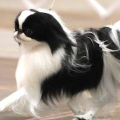 Japanese Chins from Fleur de PassyTM️ Japanese Chin