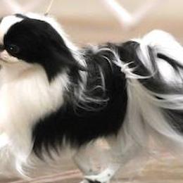 Japanese Chins from Fleur de PassyTM️ Japanese Chin