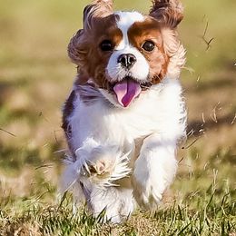 River - Cavalier King Charles Spaniel