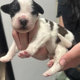 Saint Bernard Puppies from M&R SKYHAVEN SAINTS