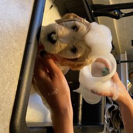 Goldendoodles from Libby Lou’s Goldendoodles