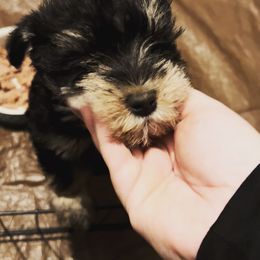 Miniature Schnauzer Puppies from Pemberlyacres