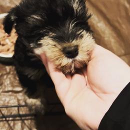 Miniature Schnauzer Puppies from Pemberlyacres
