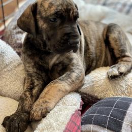 Great Dane Puppies from Starlight Danes