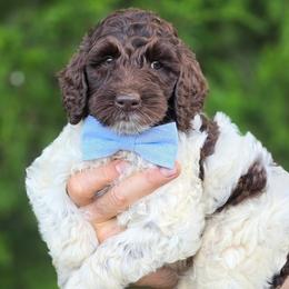 Blue Collar boy (Levi) - Parti male Labradoodle puppy in Granite Falls, North Carolina from Carolina Goldendoodles