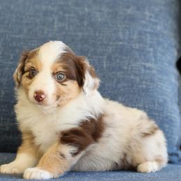 Candy - Red tri female Miniature Australian Shepherd puppy in Hamilton, Montana from North Lake Aussies