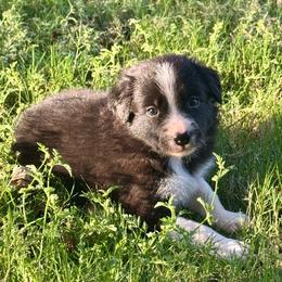 Sunny - Black and white female Border Collie puppy in Mesa, Arizona from Ranch Girl Border Collies