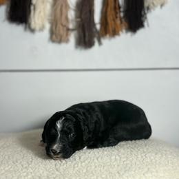 Angel - Black and white female Bernedoodle puppy in Bellevue, Iowa from Blended Acres & Kennels