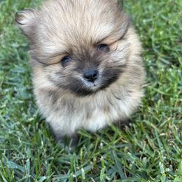 Pomeranian Puppies from Tinkerpoms