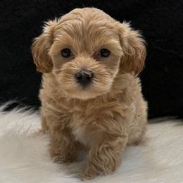 Jezelle - Apricot female Maltipoo puppy in Lebanon, Kentucky from Mosaic Merle Doodles
