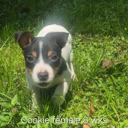 Cookie - White and black female Teddy Roosevelt Terrier puppy in Murray, Kentucky from Froschwald German Shepherds and Xanadu Teddy Roosevelt Terriers