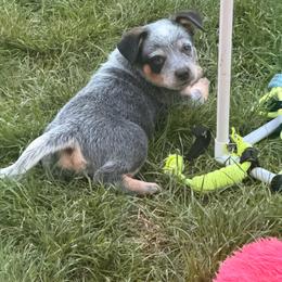 Captain - Blue mottled male Australian Cattle Dog puppy in Billings, Montana from Sugarloaf French bulldogs and Australian cattle dogs