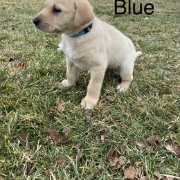 Labrador Retriever Puppies from Dutson Labs