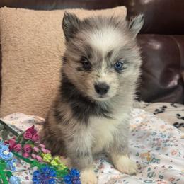Aston - Merle male Pomsky puppy in Ravena, New York from Osiris’s Siberians & Pomskies