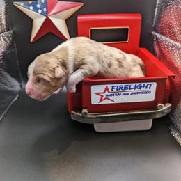 Australian Shepherd Puppies from Firelight Australian Shepherds
