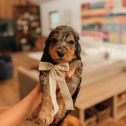 GUARDIAN HOME - Dial - Merle male Goldendoodle puppy in Yukon, Oklahoma from Bows and Ties Doodles, LLC