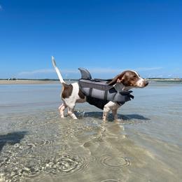 Cannoli - Dachshund