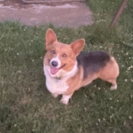 Levi - Pembroke Welsh Corgi