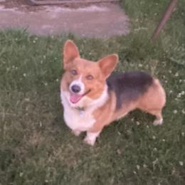 Levi - Pembroke Welsh Corgi