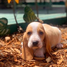Basset Hound Puppies from Blissful Basset Hounds