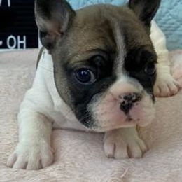 Boxers and French Bulldogs from Spruce Creek Kennels