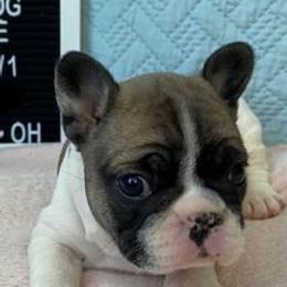 Boxers and French Bulldogs from Spruce Creek Kennels