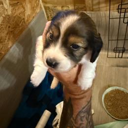 Girl 1 - Red female Dachshund puppy in Paisley, Florida from Pantheon Dachshunds