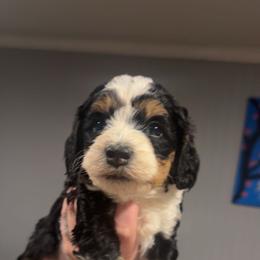 Queen - Tri-color female Bernedoodle puppy in Beauty, Kentucky from The Doodle Pad