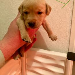 Green - Yellow male Labrador Retriever puppy in Newaygo, Michigan from Royal Oak Gundogs