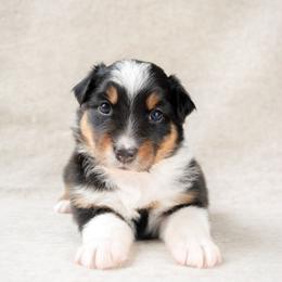 Lexington(Lexi) - Black tri-color female Australian Shepherd puppy in Aberdeen, North Carolina from Huckleberry Hill Aussies LLC.