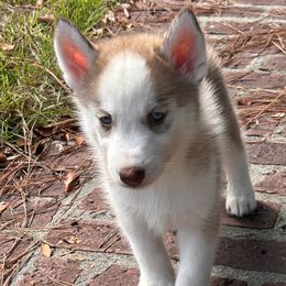 Ace - Brown and white Siberian Husky puppy in Kingstree, South Carolina from FurryPawKennel