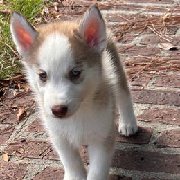 Ace - Brown and white Siberian Husky puppy in Kingstree, South Carolina from FurryPawKennel