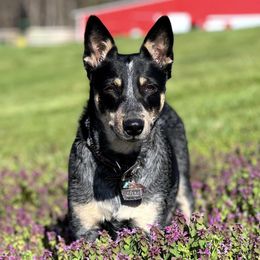 Onyx  - Australian Cattle Dog