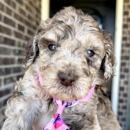 Snuggle Muffin - Merle male Goldendoodle puppy in Mc Kinney, Texas from Flair Doodles