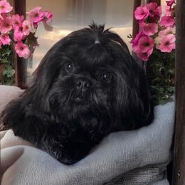 Frannie - Shih Tzu